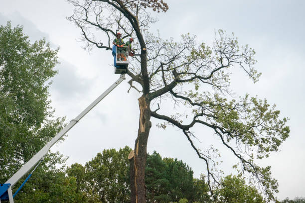 Tree Trimming